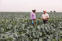 Broccoli_Ironman_CA_0046