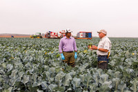 Broccoli_Ironman_CA_0081