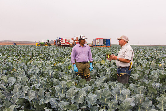 Broccoli_Ironman_CA_0081