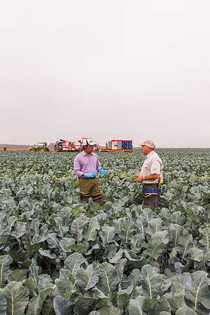 Broccoli_Ironman_CA_0084