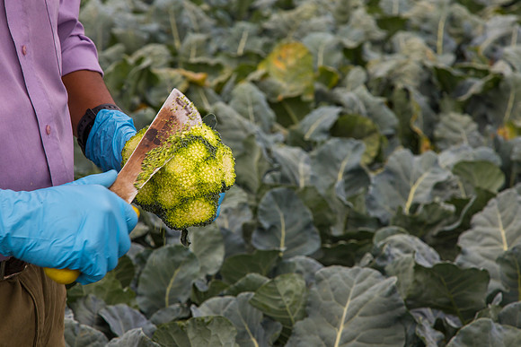 Broccoli_Ironman_CA_0122