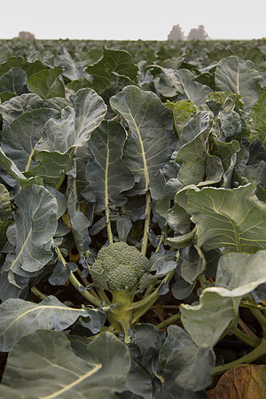 Broccoli_Ironman_CA_0150