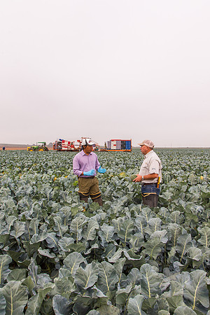 Broccoli_Ironman_CA_0085