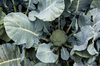 Broccoli_Ironman_CA_0007