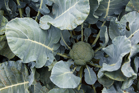 Broccoli_Ironman_CA_0007