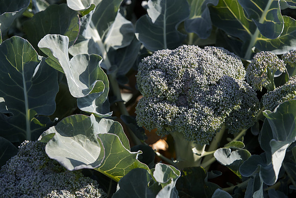 Broccoli_Ironman_CA_0185