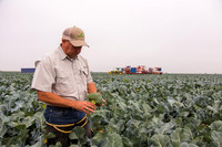 Broccoli_Ironman_CA_0031