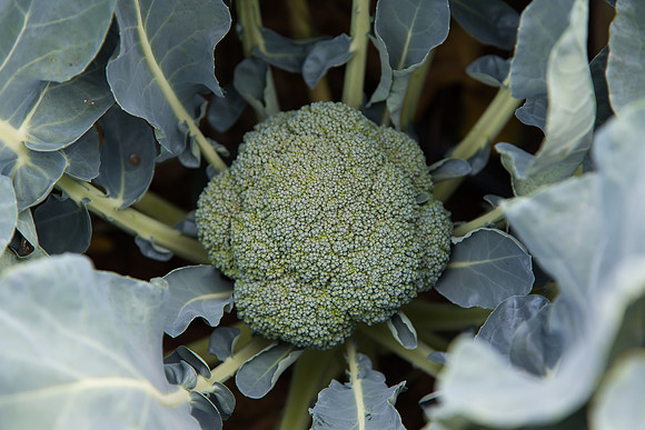 Broccoli_Ironman_CA_0004
