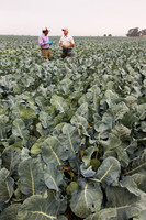 Broccoli_Ironman_CA_0066