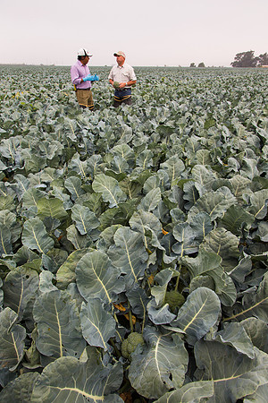 Broccoli_Ironman_CA_0066