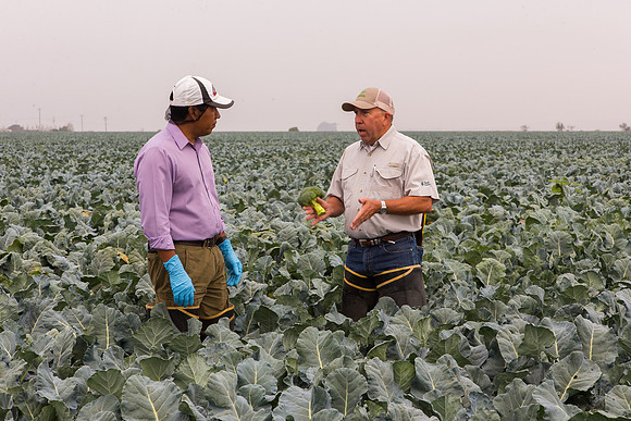 Broccoli_Ironman_CA_0078
