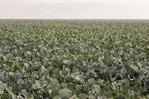 Broccoli_Ironman_CA_0167