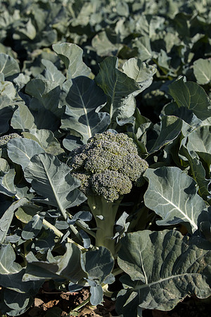 Broccoli_Ironman_CA_0177