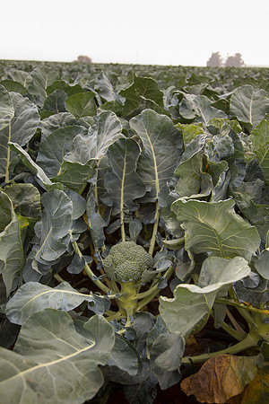 Broccoli_Ironman_CA_0156