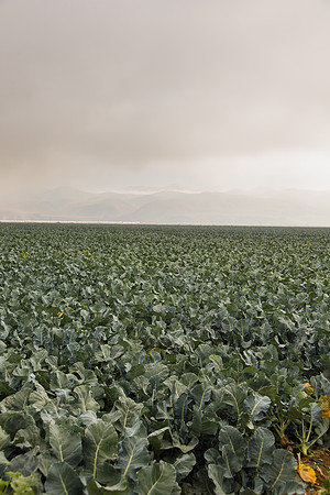 Broccoli_Ironman_CA_0157