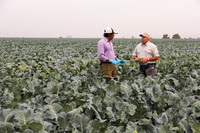 Broccoli_Ironman_CA_0048