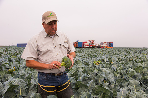 Broccoli_Ironman_CA_0041