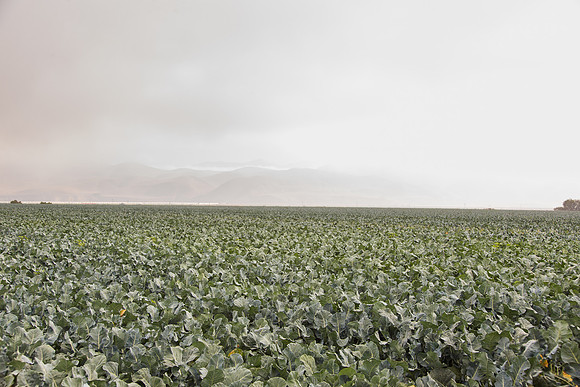 Broccoli_Ironman_CA_0161