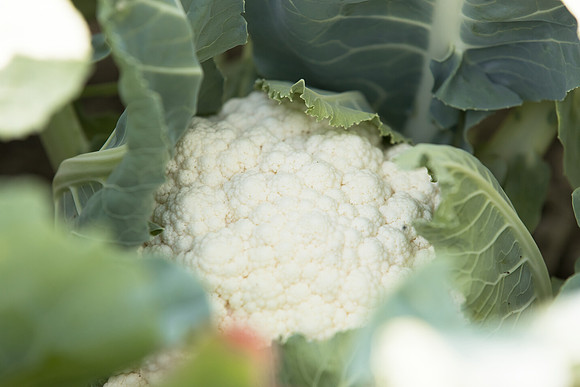 Cauliflower_SV9938AC_CA_0011