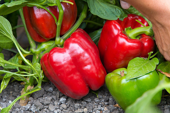 SweetPeppers_SV0628PH_CA_0025