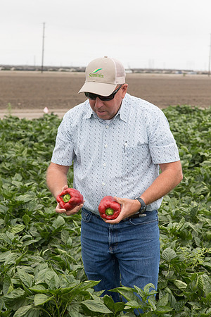 SweetPeppers_SV0628PH_CA_0018