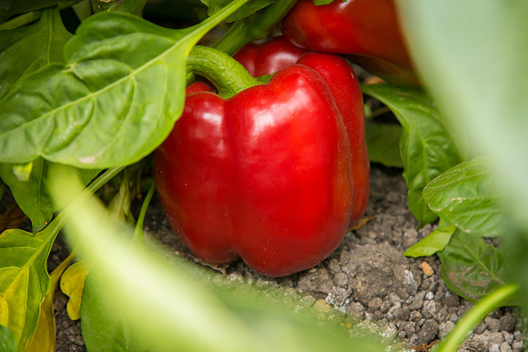 SweetPeppers_SV0628PH_CA_0017