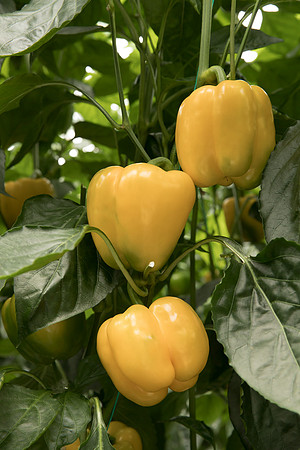 Peppers_DR1908PB_0046