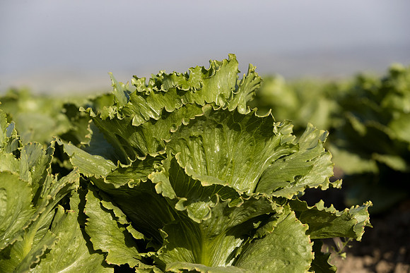 Lettuce_SV6881LG_CA_0024