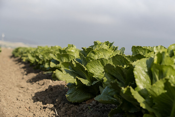 Lettuce_SV6881LG_CA_0007