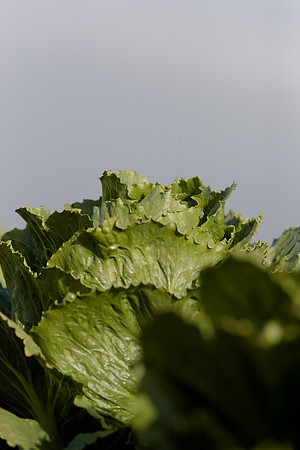 Lettuce_SV6881LG_CA_0013