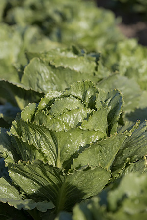 Lettuce_SV6881LG_CA_0038