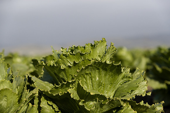 Lettuce_SV6881LG_CA_0019