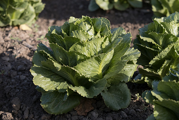 Lettuce_SV6881LG_CA_0002