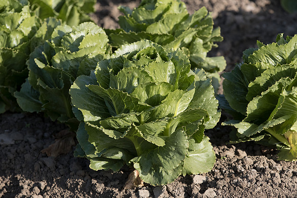 Lettuce_SV6881LG_CA_0058