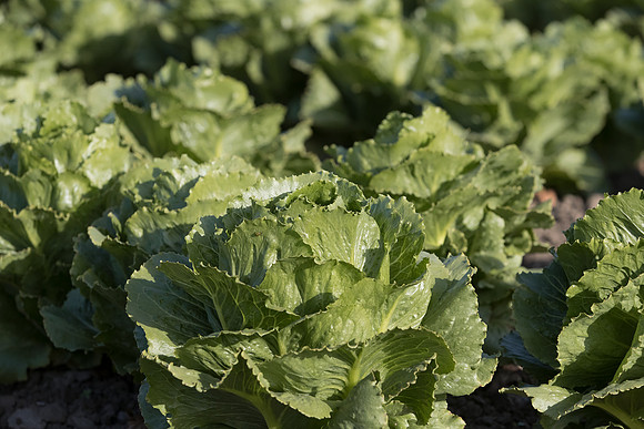Lettuce_SV6881LG_CA_0060