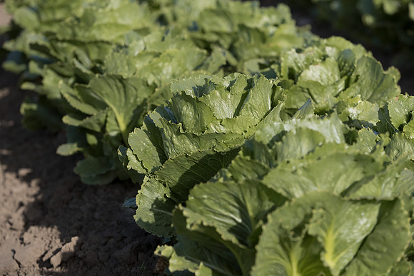 Lettuce_SV6881LG_CA_0070