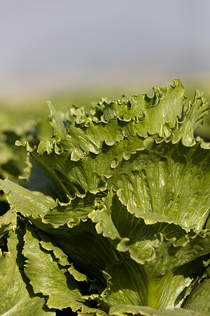 Lettuce_SV6881LG_CA_0029