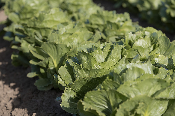 Lettuce_SV6881LG_CA_0067