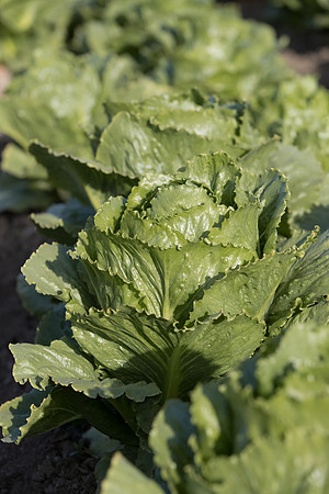 Lettuce_SV6881LG_CA_0043
