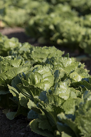 Lettuce_SV6881LG_CA_0048