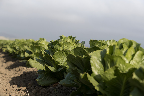 Lettuce_SV6881LG_CA_0009
