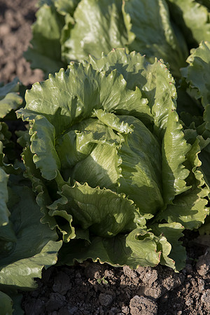 Lettuce_SV5033LG_CA_0015