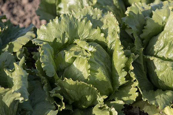 Lettuce_SV5033LG_CA_0012