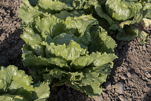 Lettuce_SV5033LG_CA_0009