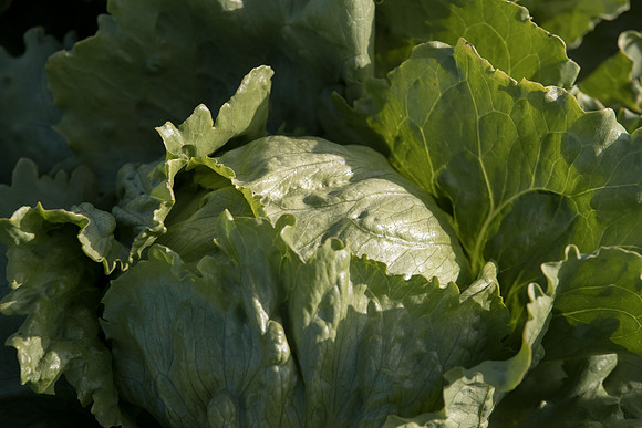 Lettuce_SV5033LG_CA_0021