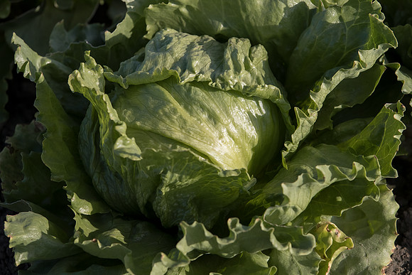 Lettuce_SV5033LG_CA_0026