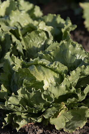Lettuce_SV5033LG_CA_0030