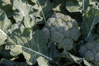 Broccoli_SV1771BL_CA_0020