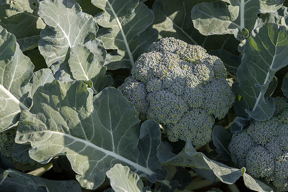 Broccoli_SV1771BL_CA_0020
