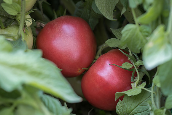 Tomato_SV2208Purple_0003